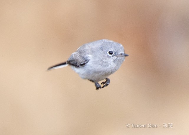 Blue-gray Gnatcatcher - ML623375102