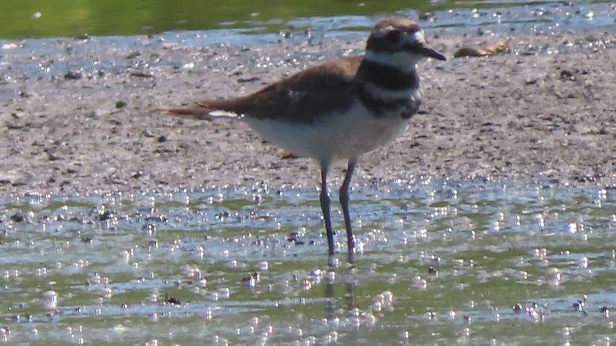 Killdeer - ML623375132