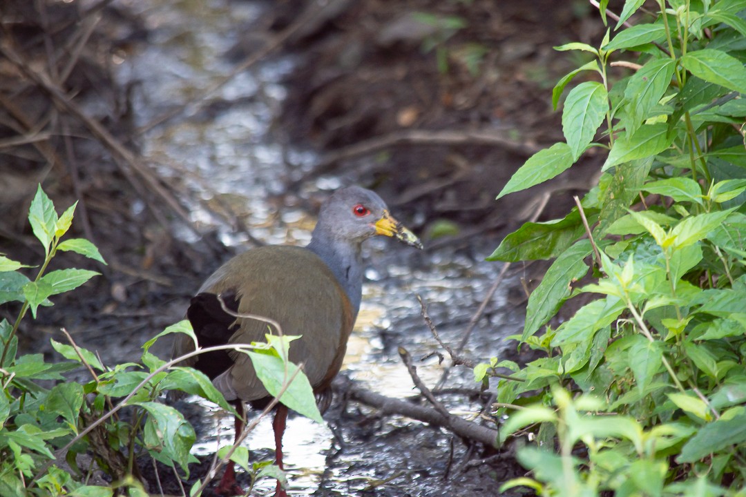 Gray-cowled Wood-Rail - ML623375168