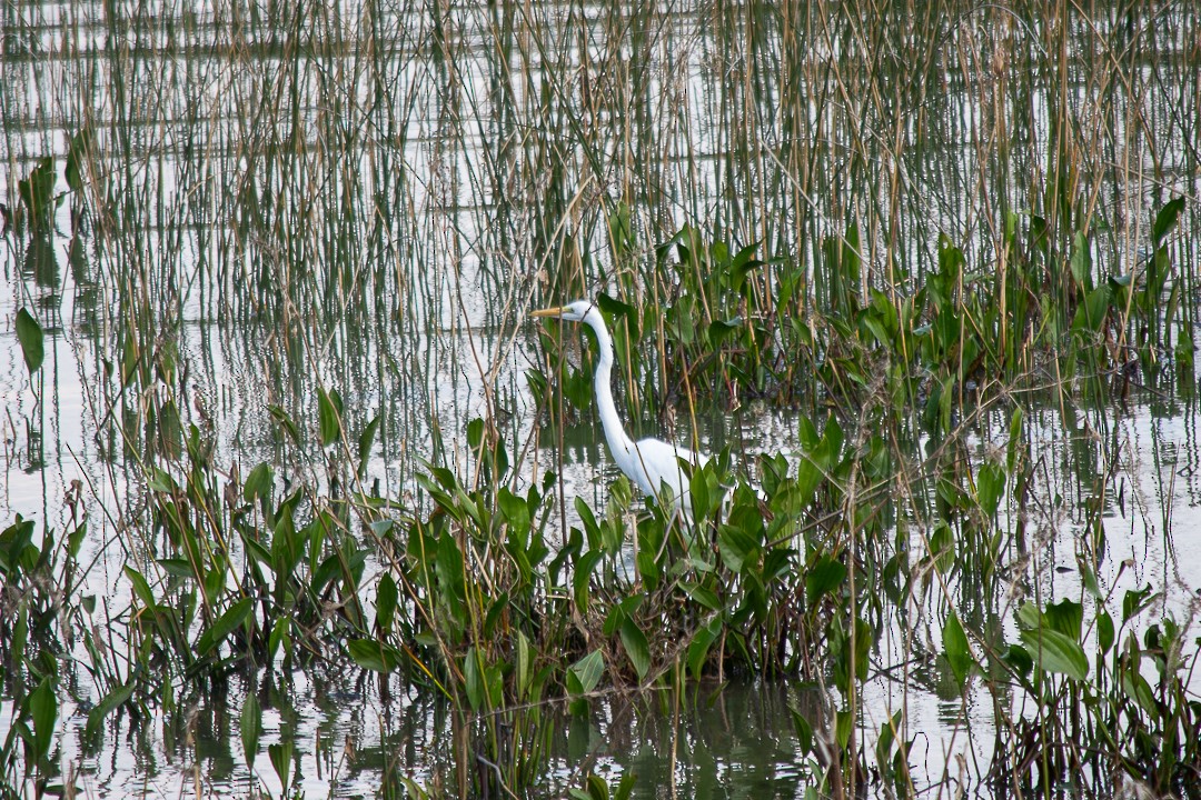 Great Egret - ML623375175