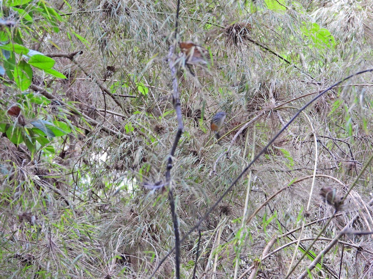 Klages's Antbird - ML623375176