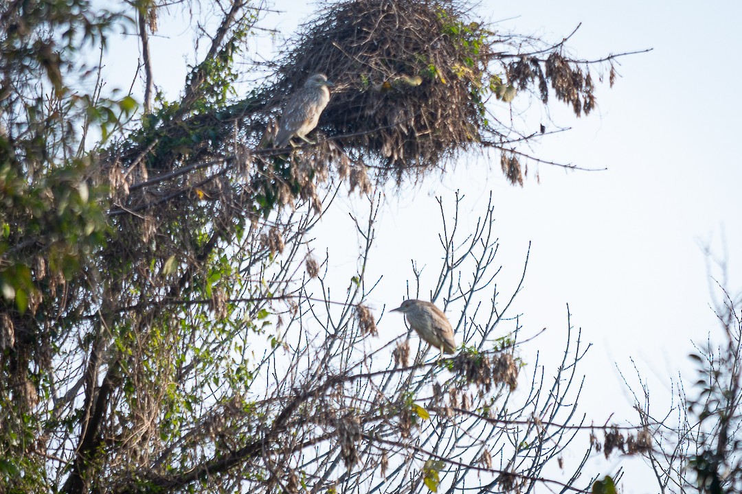 Black-crowned Night Heron - ML623375222
