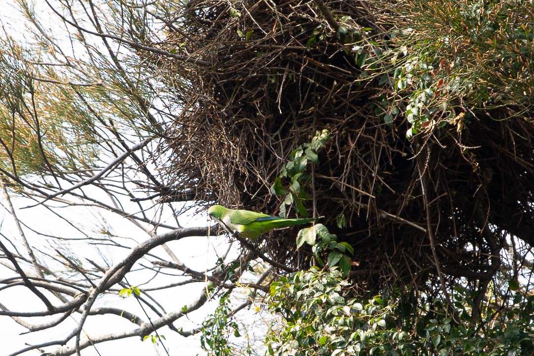 Monk Parakeet - ML623375225