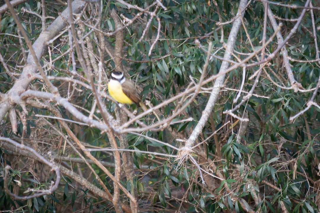 Great Kiskadee - ML623375228