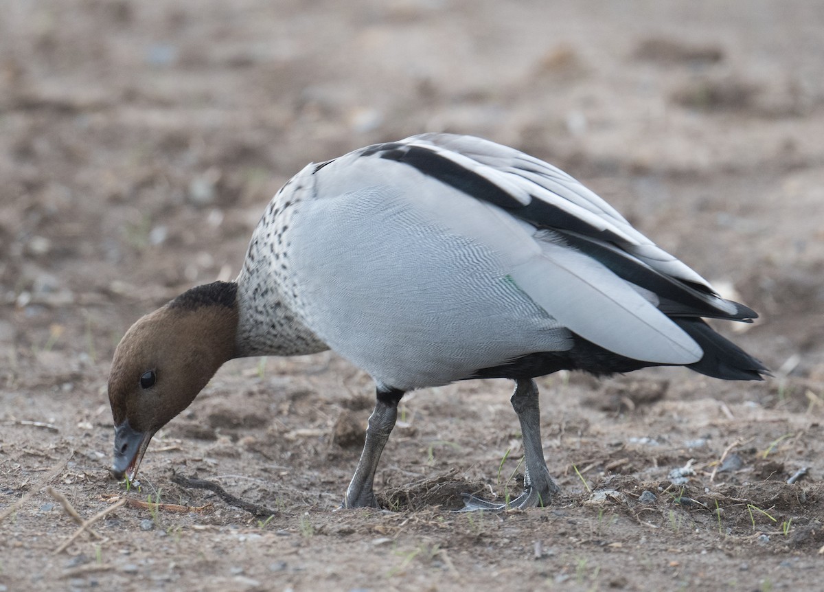 Maned Duck - ML623375328