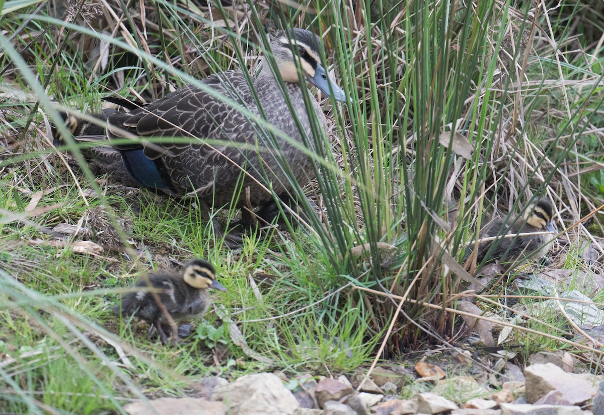 Pacific Black Duck - ML623375346