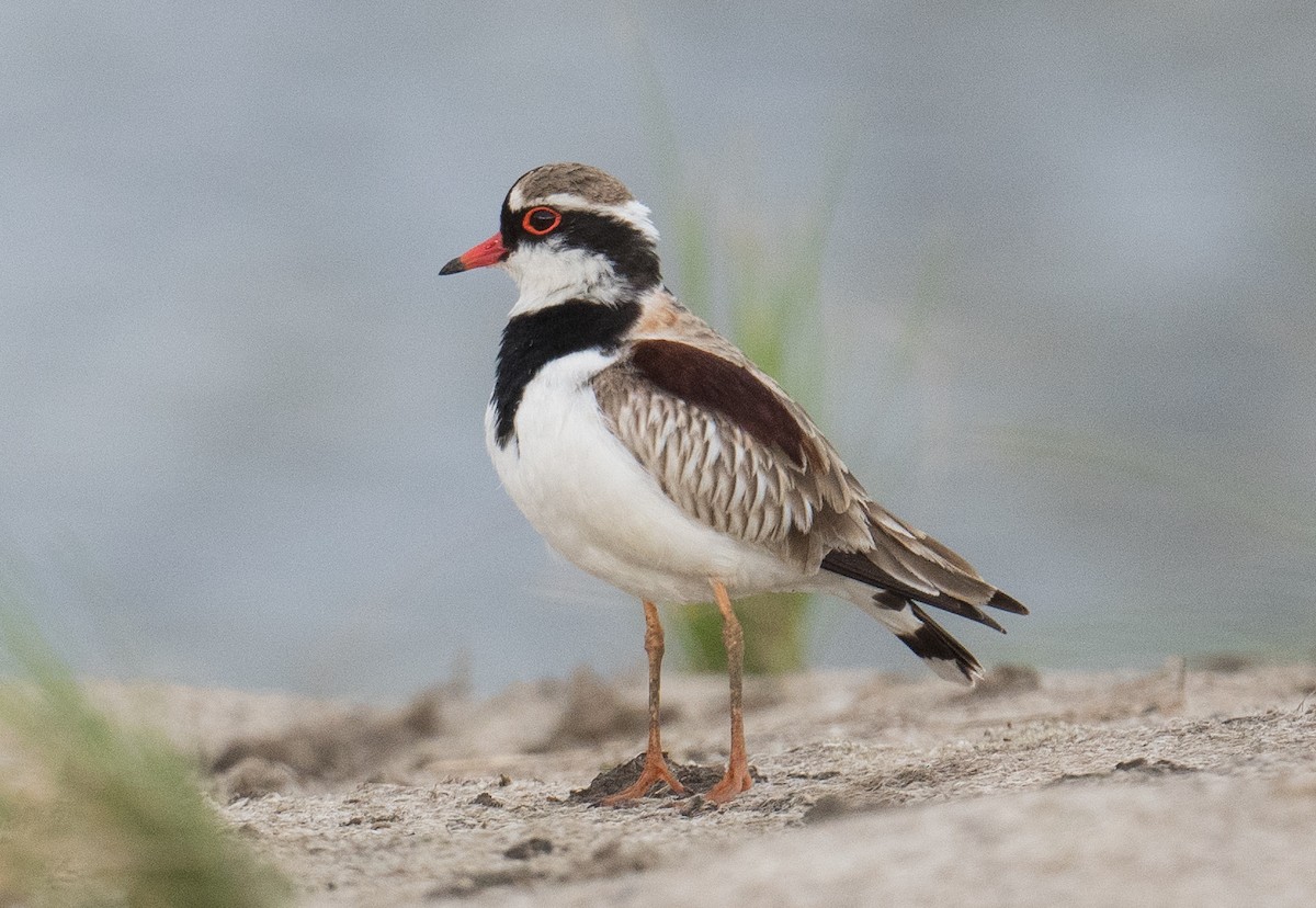 Black-fronted Dotterel - ML623375349