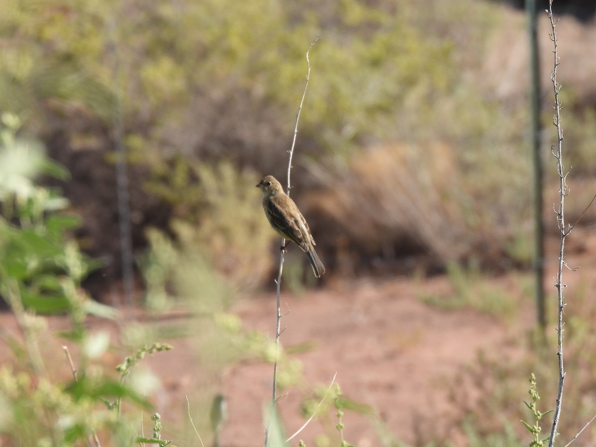 Indigo Bunting - ML623375352