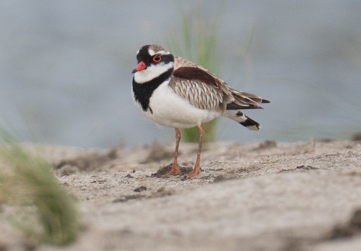 Black-fronted Dotterel - ML623375358