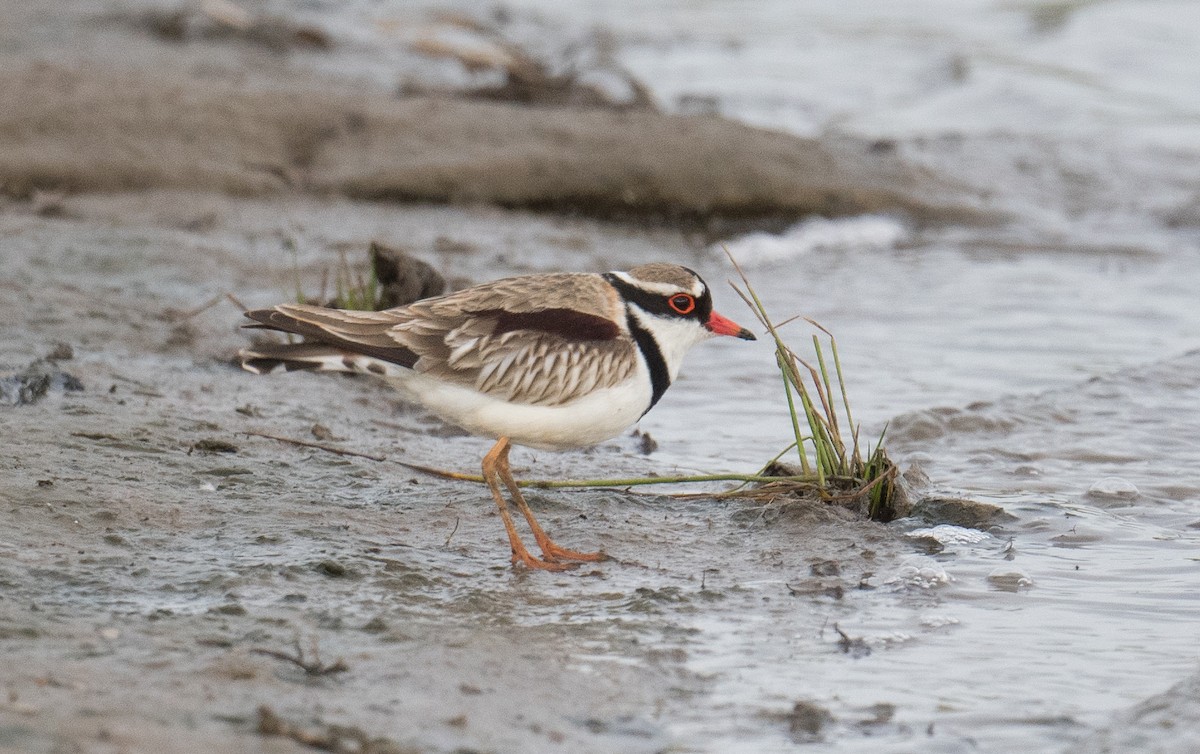 Black-fronted Dotterel - ML623375365