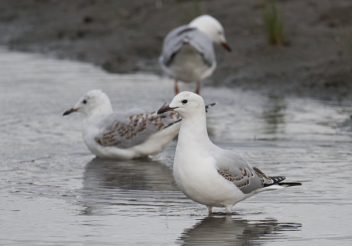 Silver Gull - ML623375391