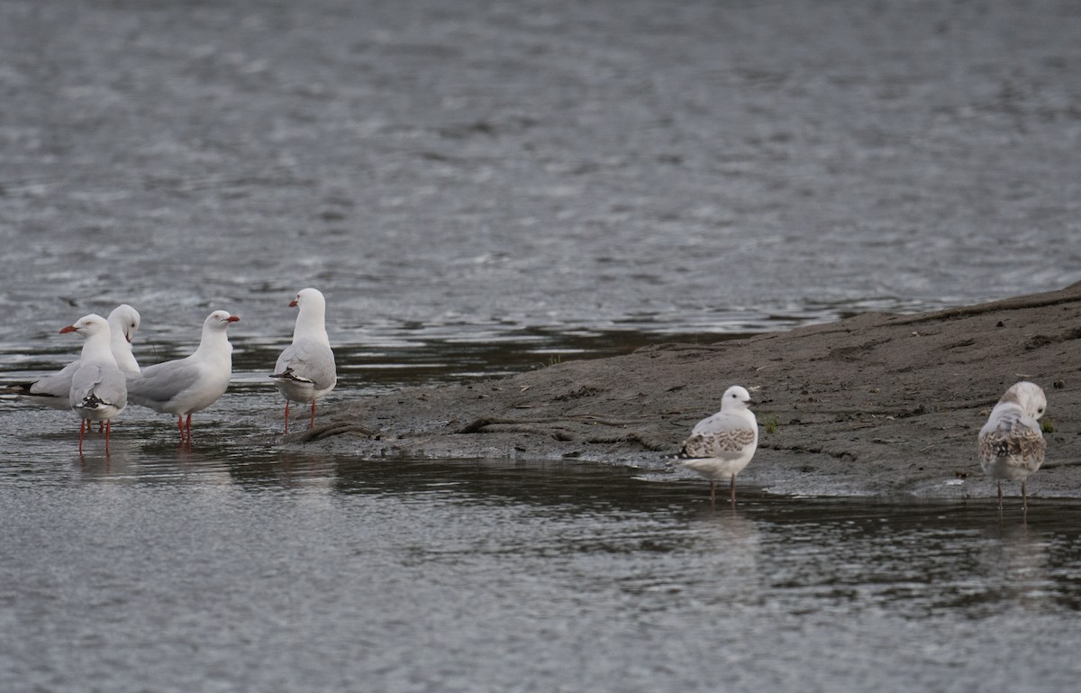 Silver Gull - ML623375396