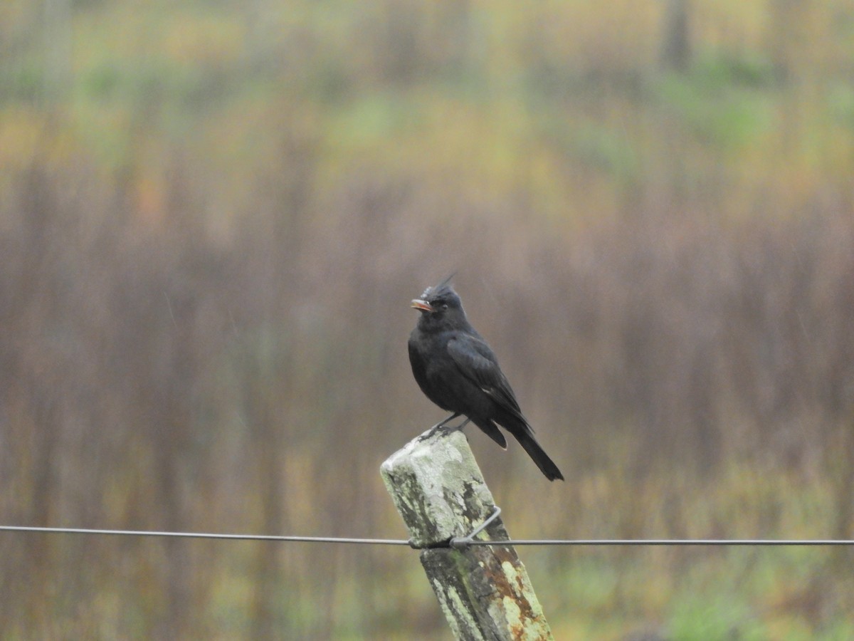 Crested Black-Tyrant - ML623375397