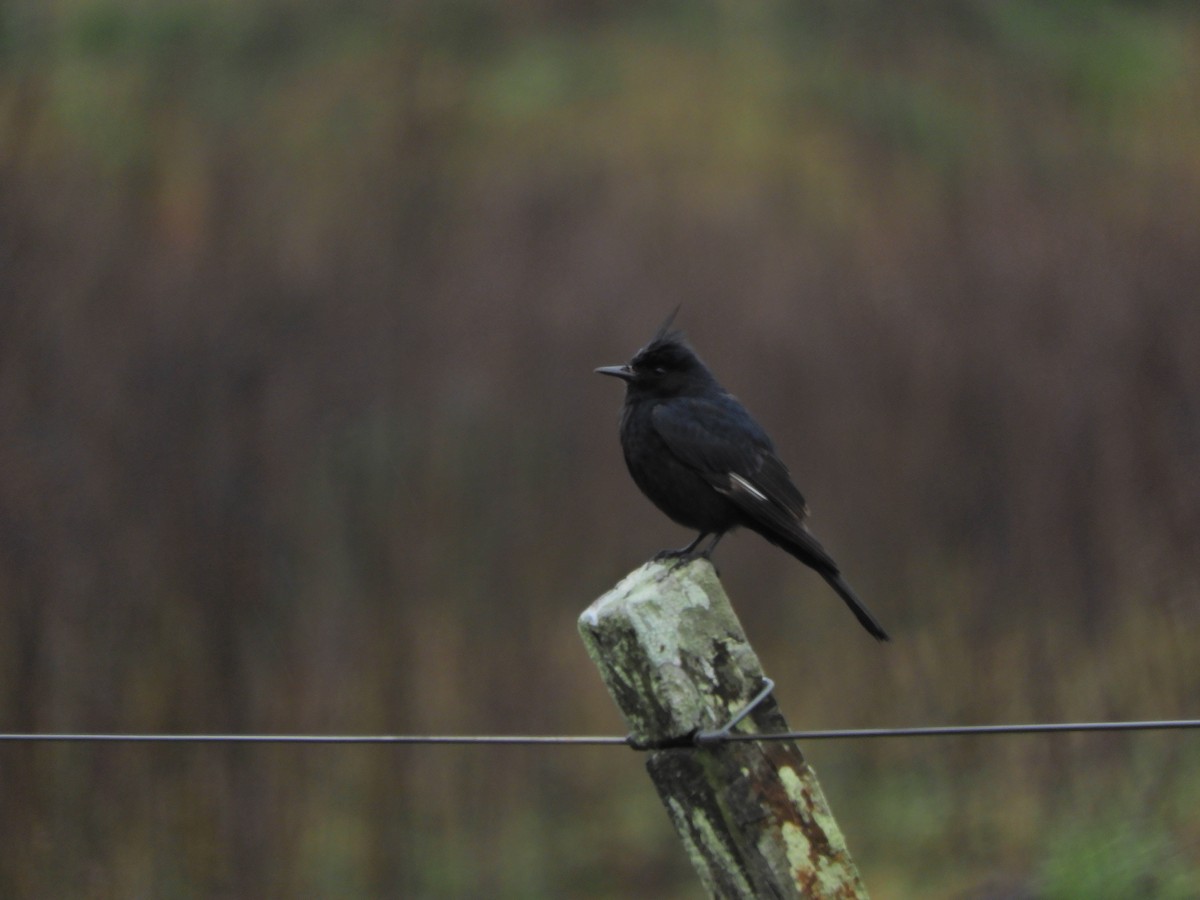 Crested Black-Tyrant - Javier Alexander Piquillén Barboza