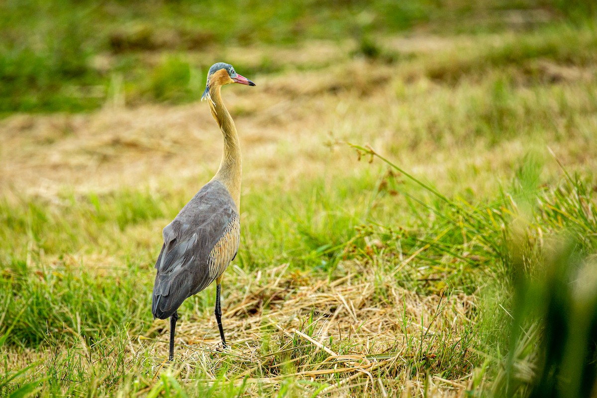 Whistling Heron - ML623375429