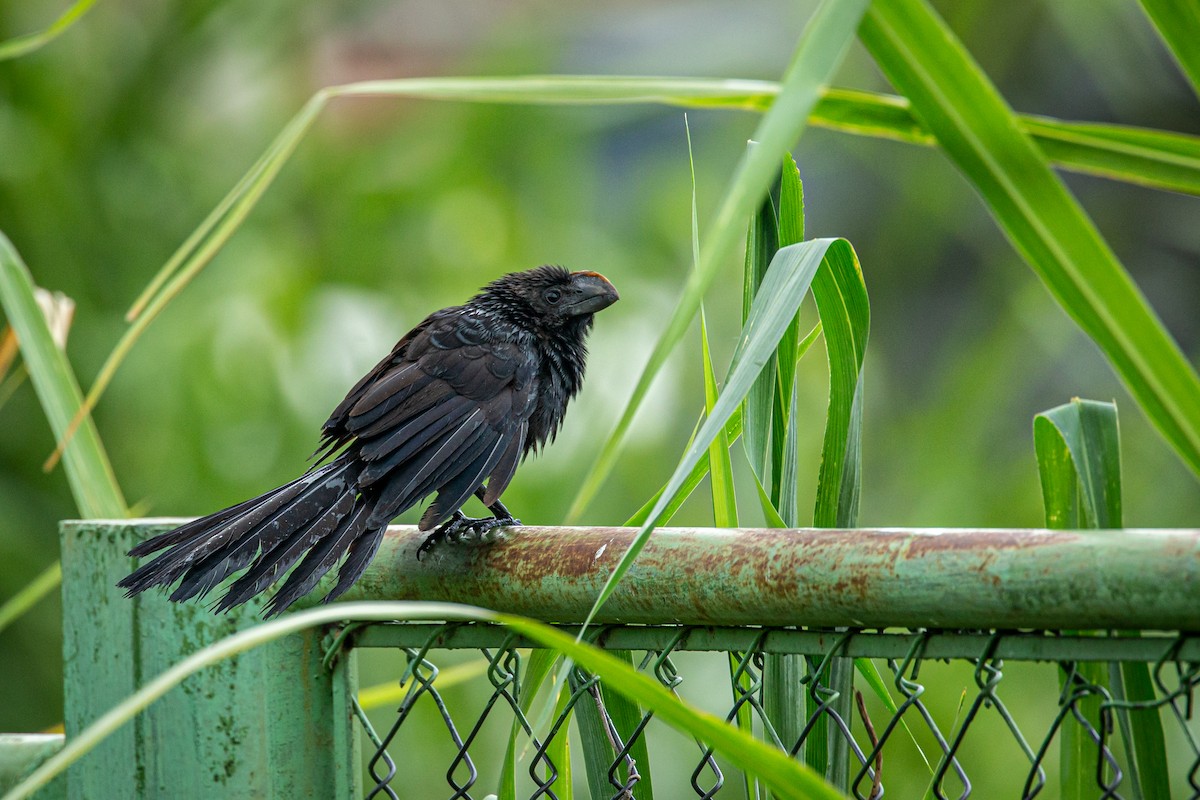 Smooth-billed Ani - ML623375436