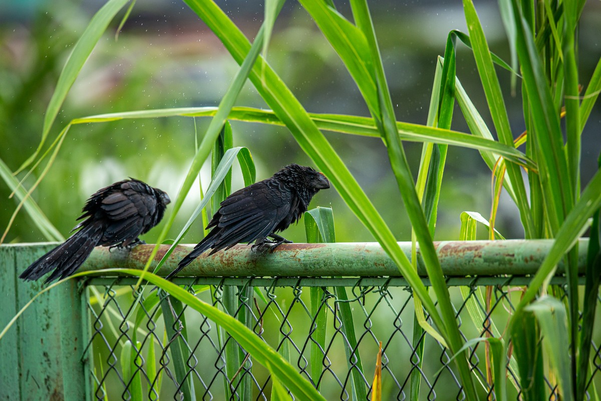 Smooth-billed Ani - ML623375437