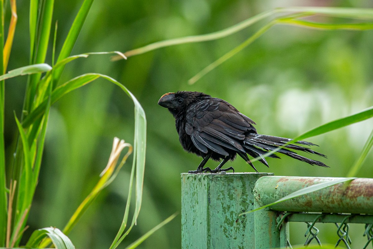 Smooth-billed Ani - ML623375438