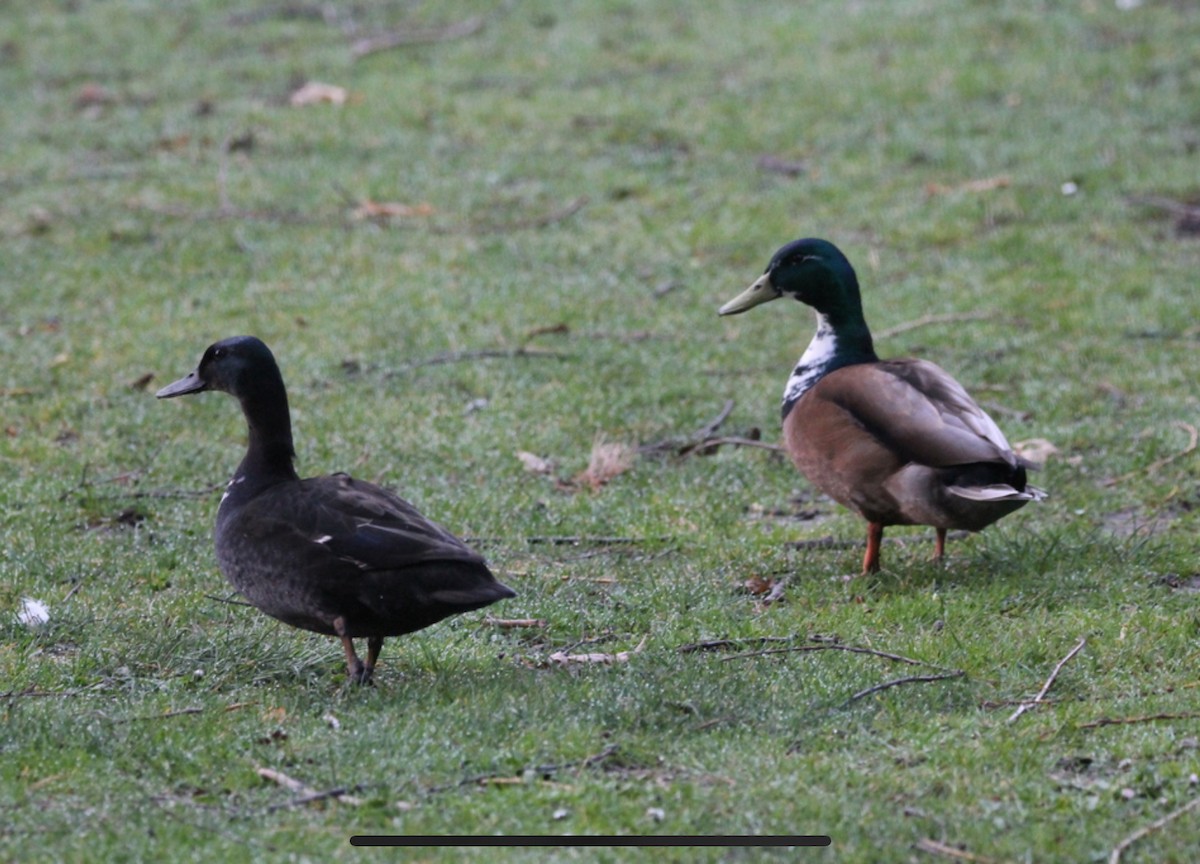 Mallard (Domestic type) - ML623375446