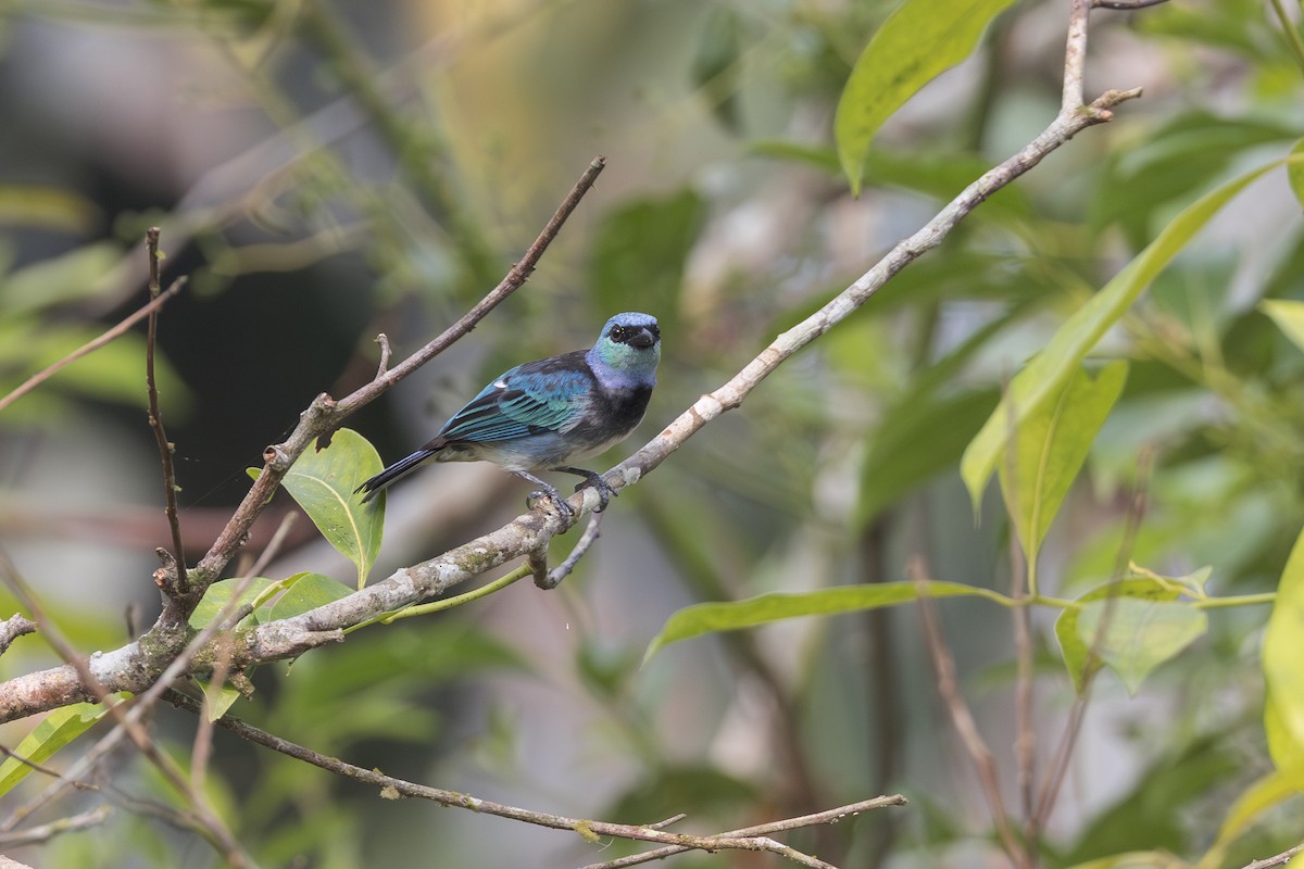 Masked Tanager - ML623375508