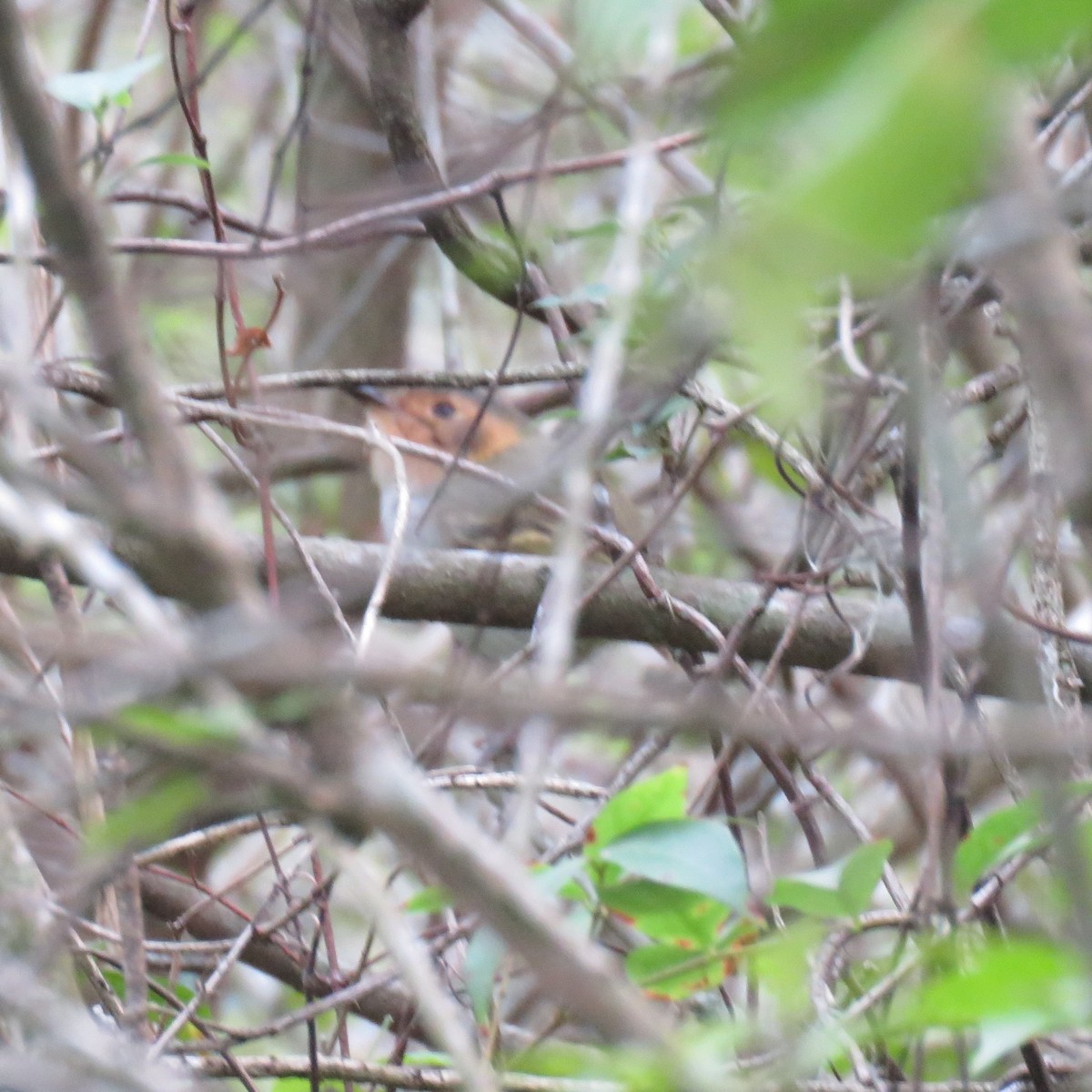 Ochre-faced Tody-Flycatcher - Anonymous