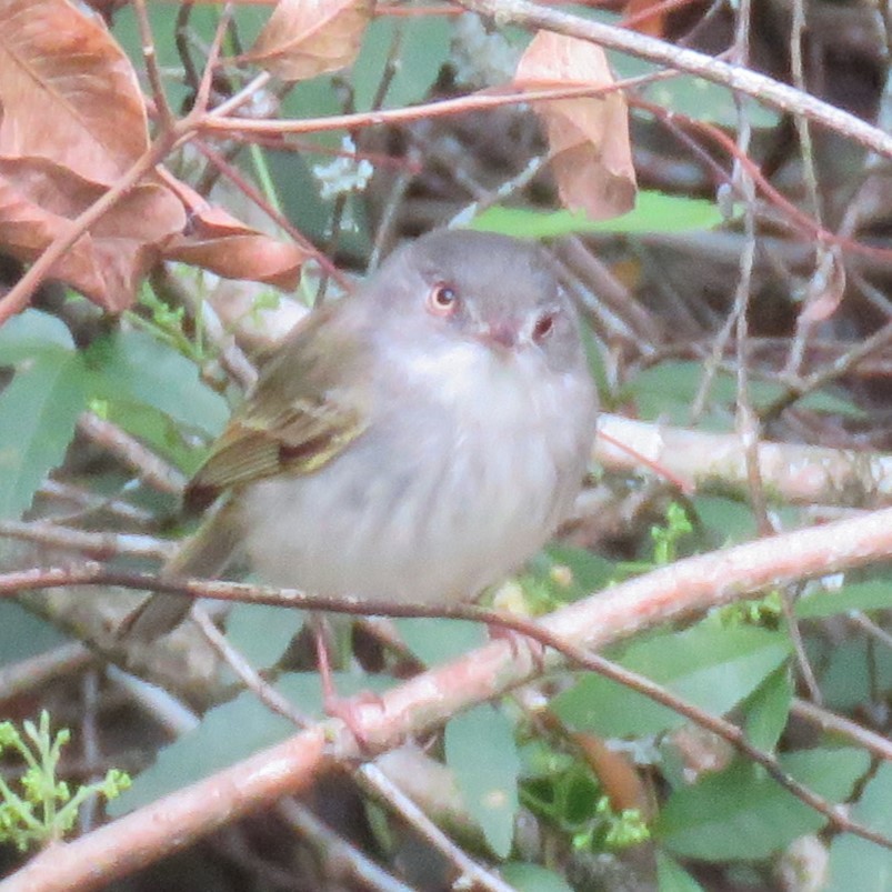 Pearly-vented Tody-Tyrant - ML623375552