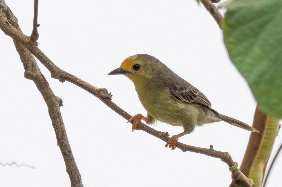 Orange-fronted Plushcrown - ML623375566