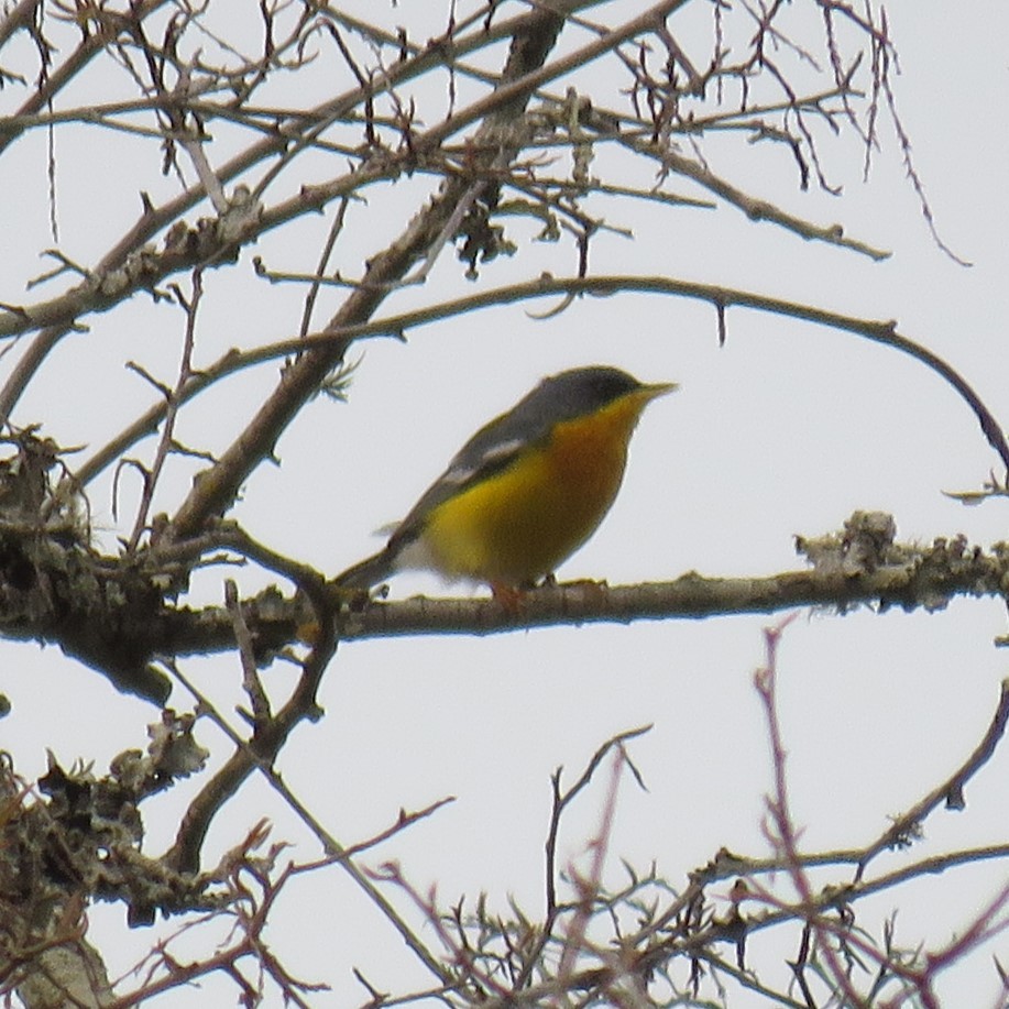 Tropical Parula - Anonymous