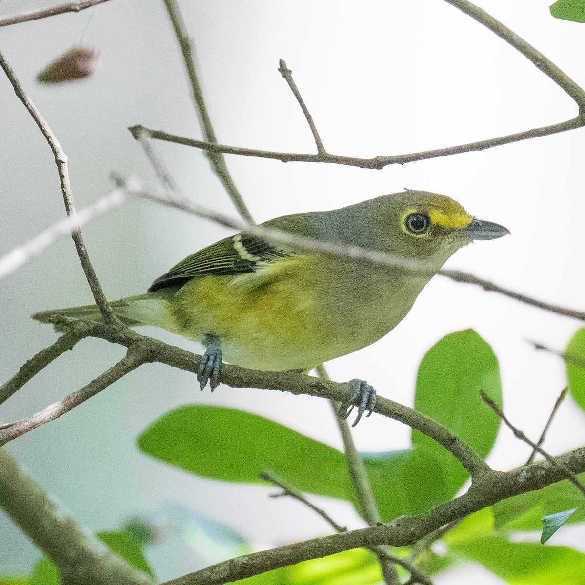 White-eyed Vireo - ML623375594