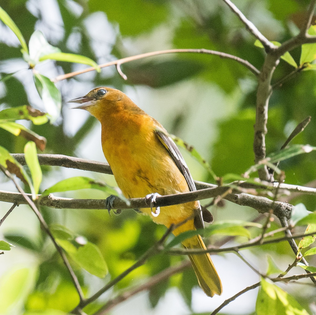 Baltimore Oriole - ML623375598