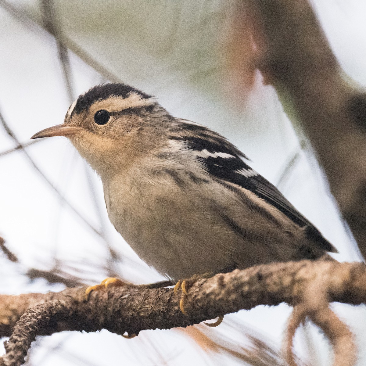 Black-and-white Warbler - ML623375601