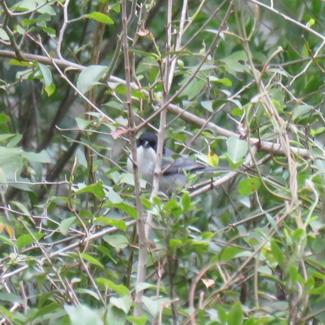 Black-capped Warbling Finch - ML623375604