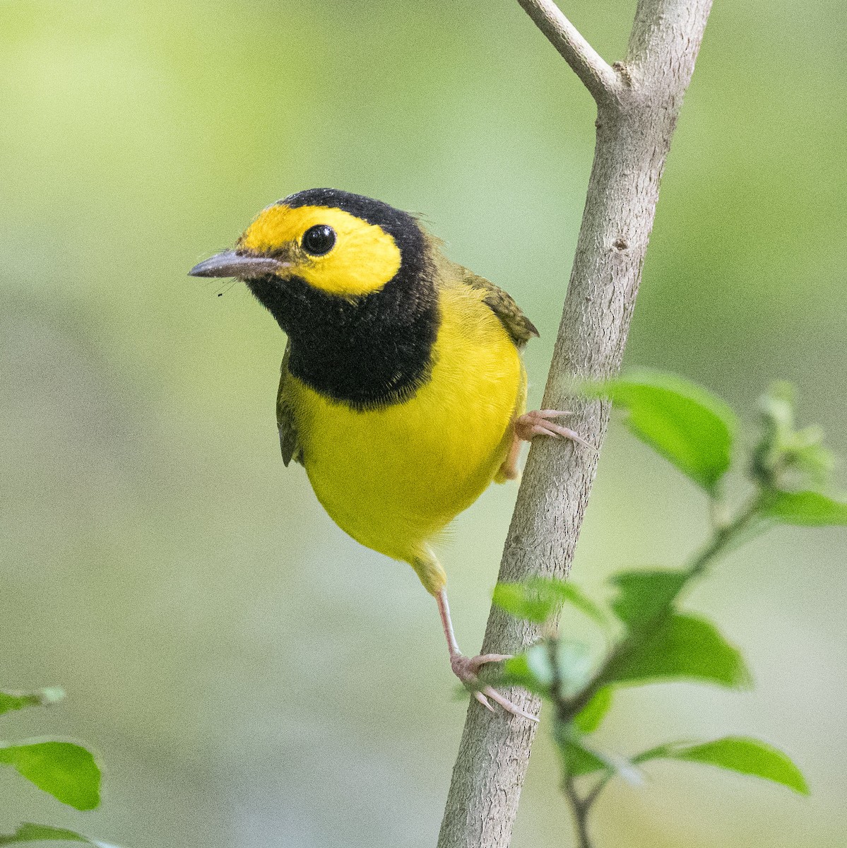 Hooded Warbler - ML623375610