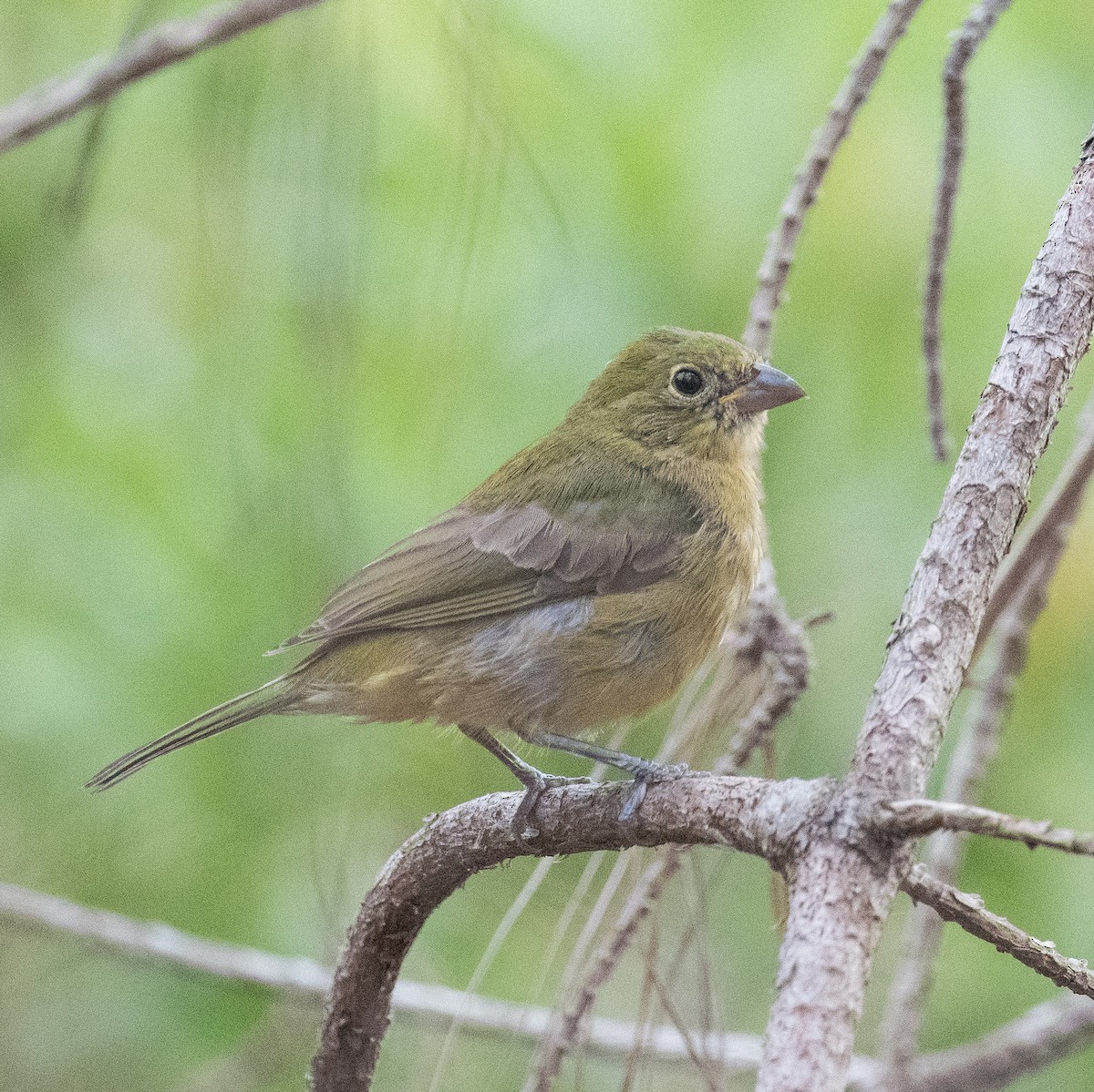 Painted Bunting - ML623375618