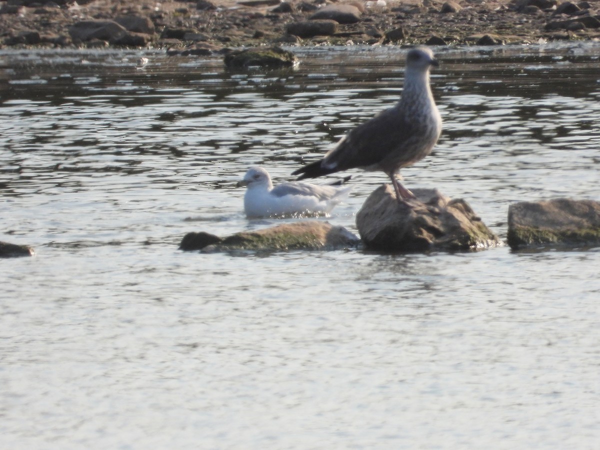 goéland ou mouette sp. - ML623375626