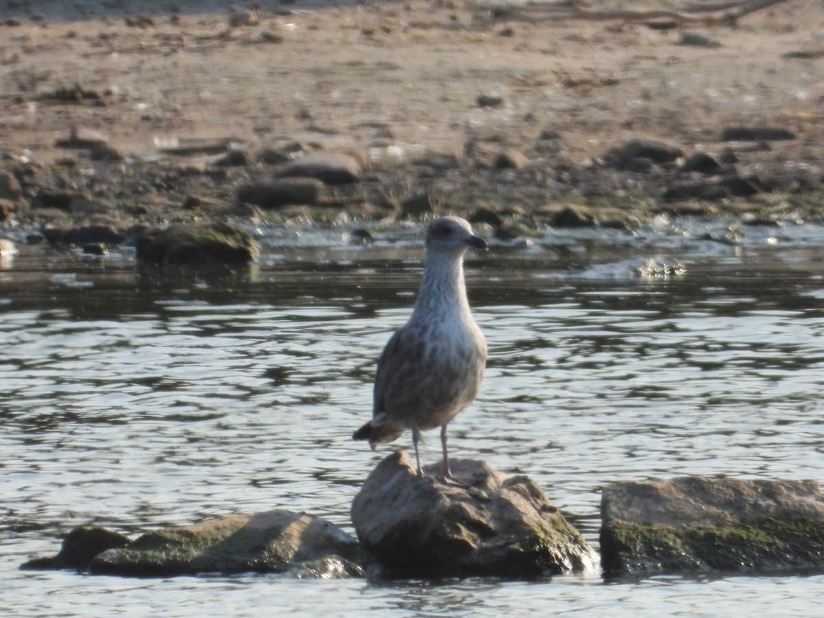 goéland ou mouette sp. - ML623375629