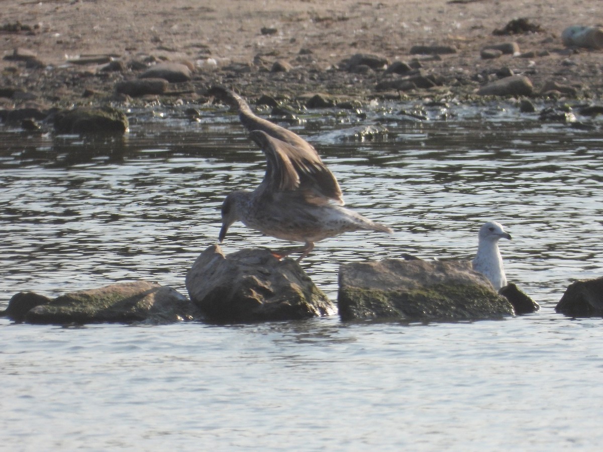 goéland ou mouette sp. - ML623375630