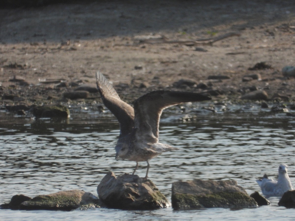 goéland ou mouette sp. - ML623375632