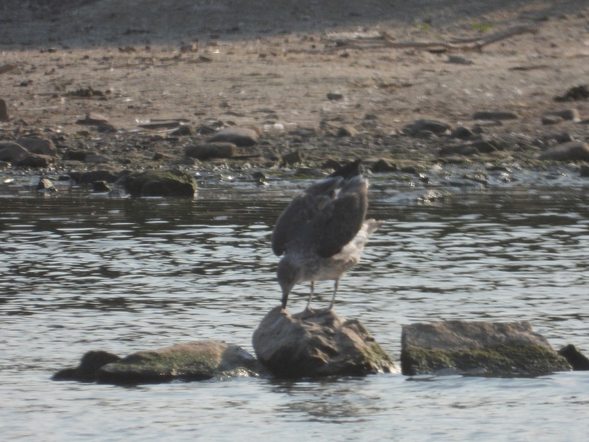 goéland ou mouette sp. - ML623375635