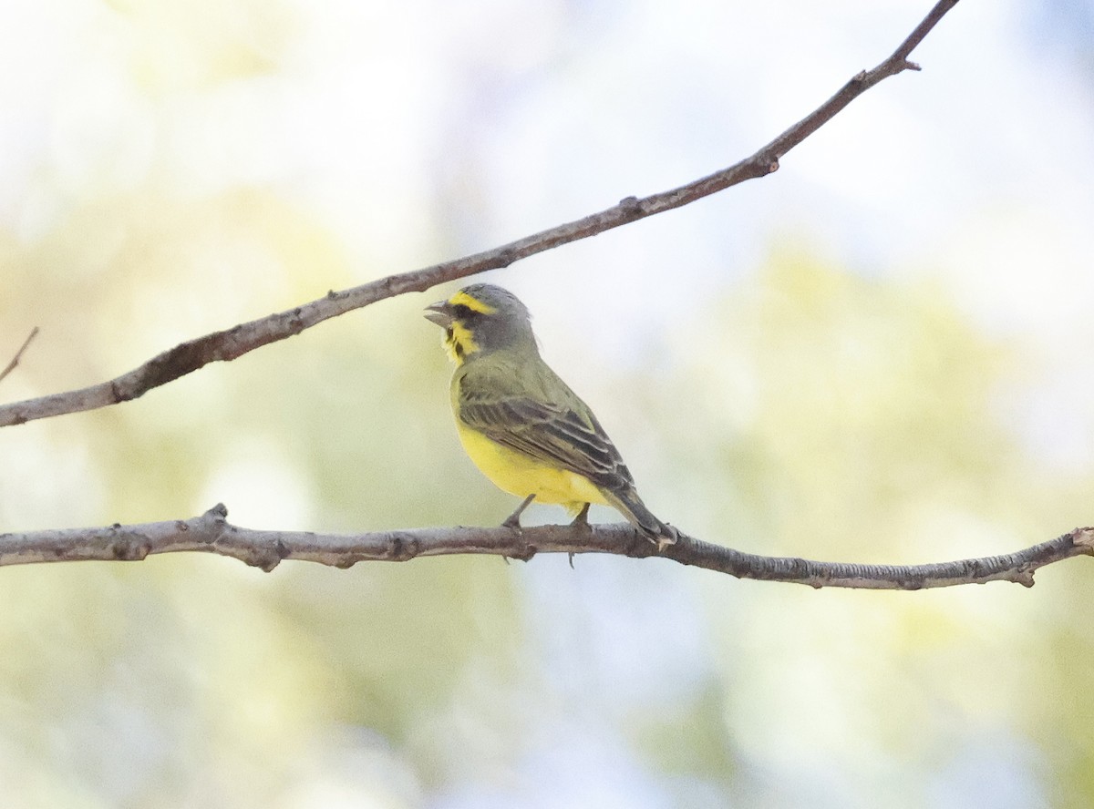 Yellow-fronted Canary - ML623375654