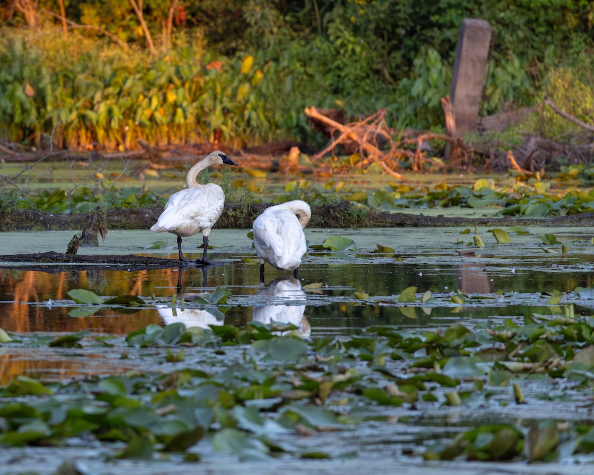 Trumpeter Swan - ML623375691