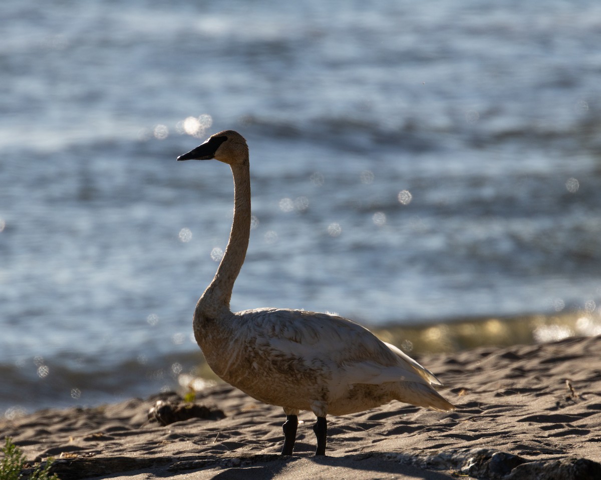 Trumpeter Swan - ML623375692