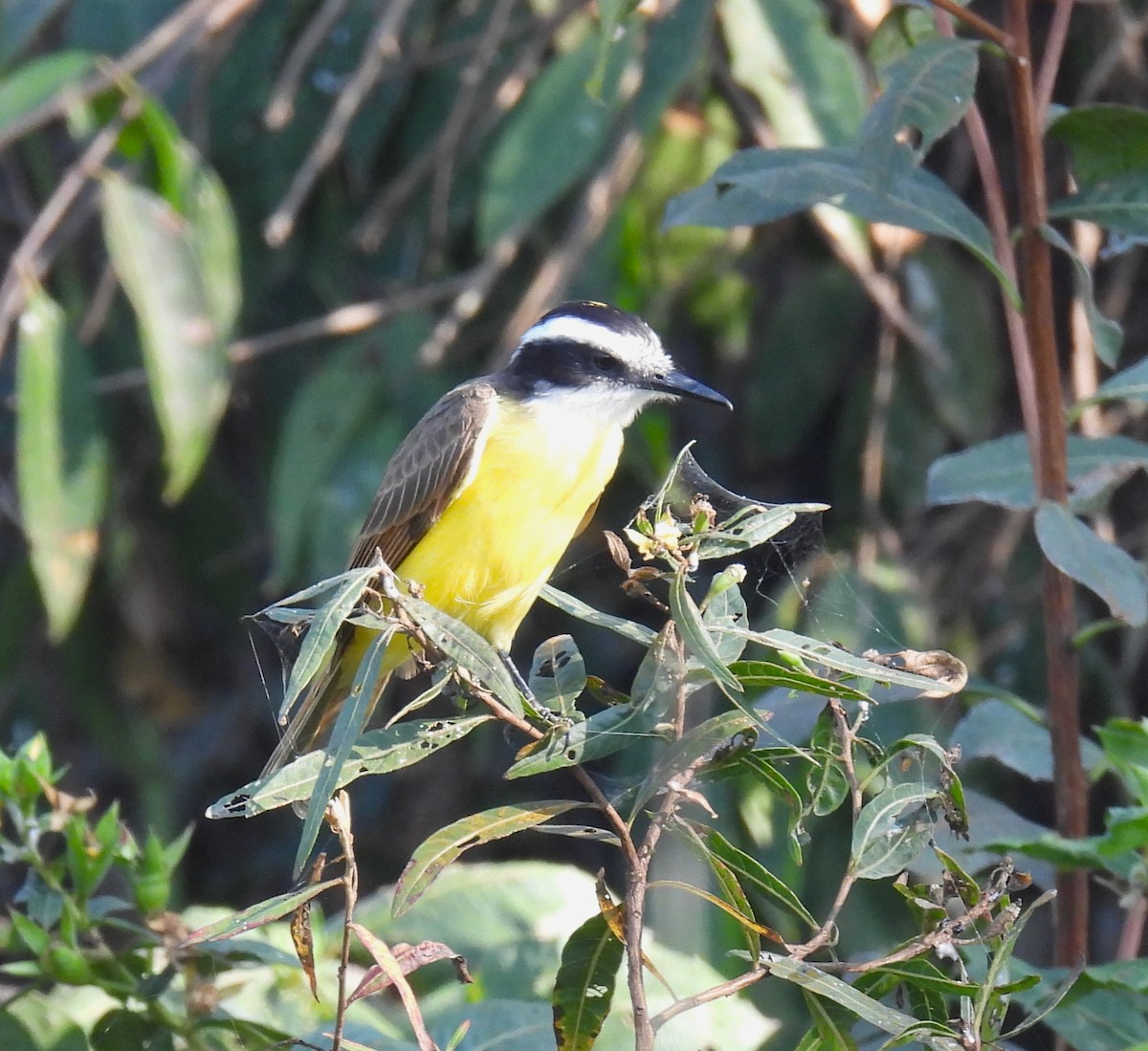 Lesser Kiskadee - Doug Hendricks