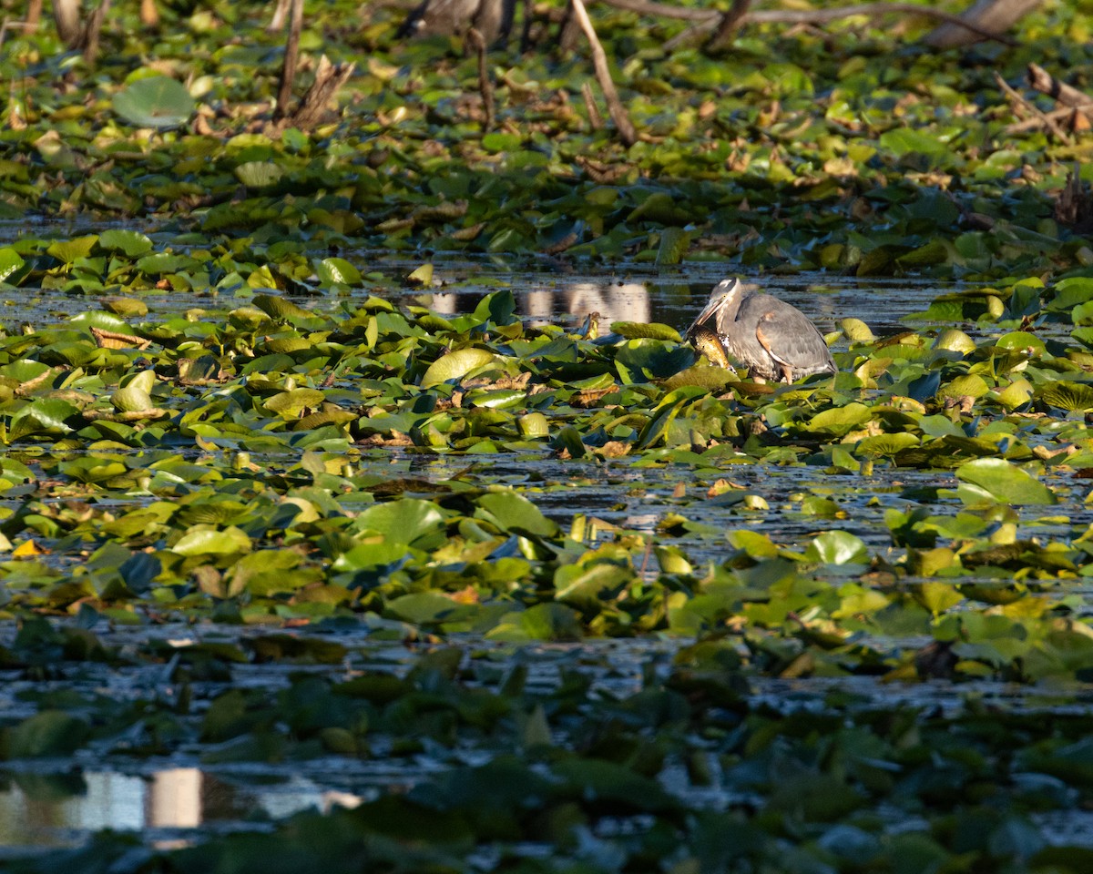 Great Blue Heron (Great Blue) - ML623375747