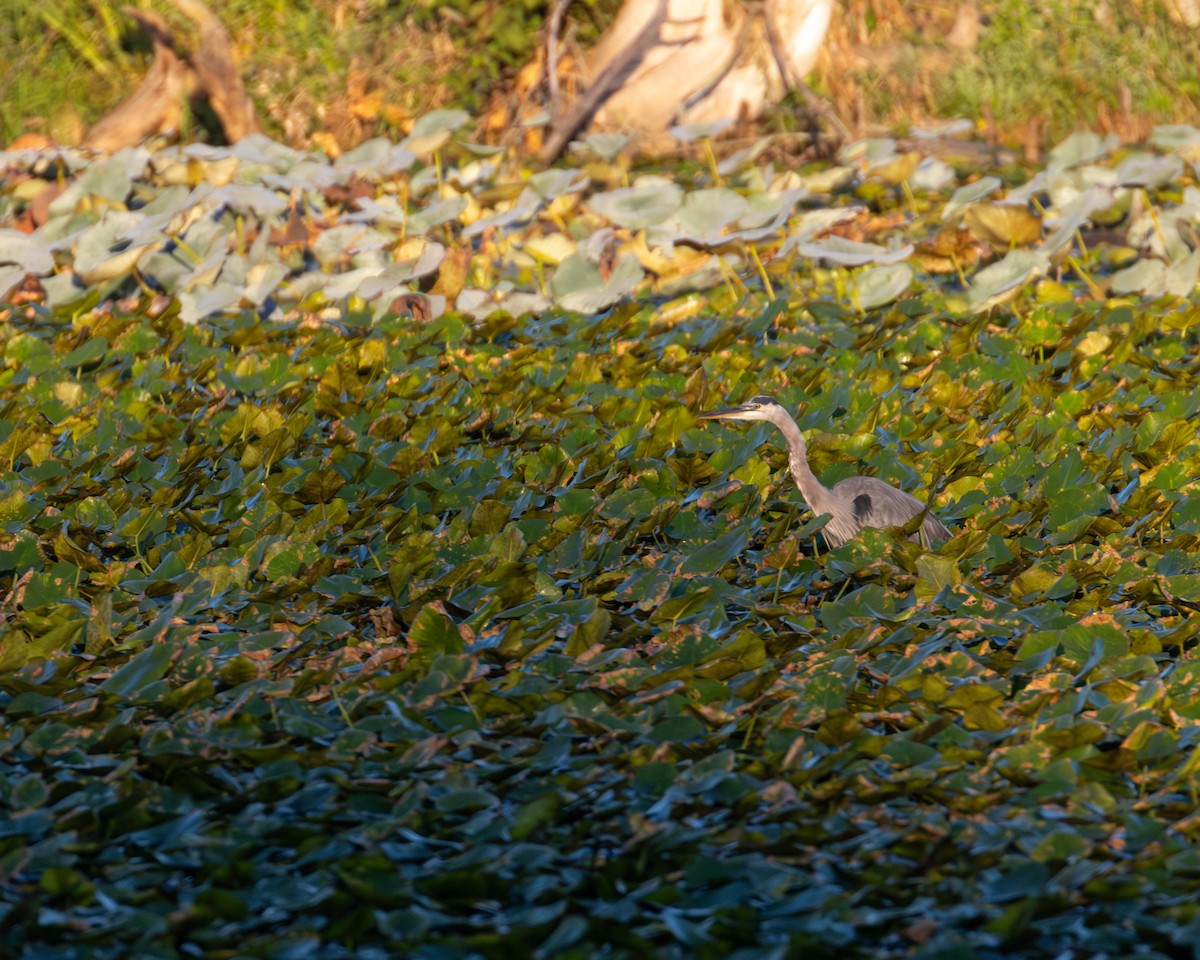 Great Blue Heron (Great Blue) - ML623375749