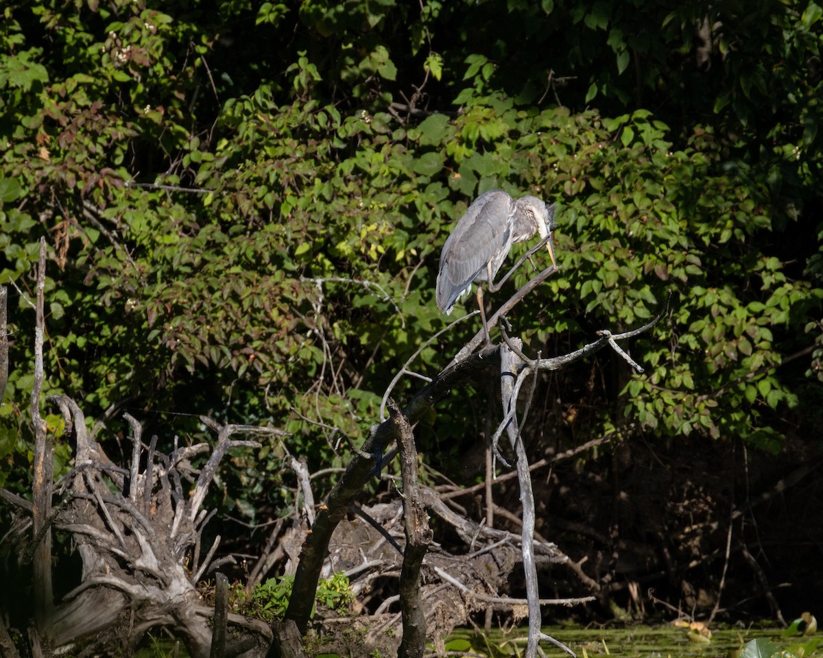 Great Blue Heron (Great Blue) - ML623375750