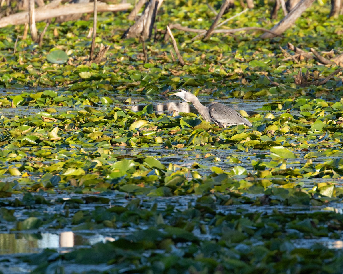 Great Blue Heron (Great Blue) - ML623375751