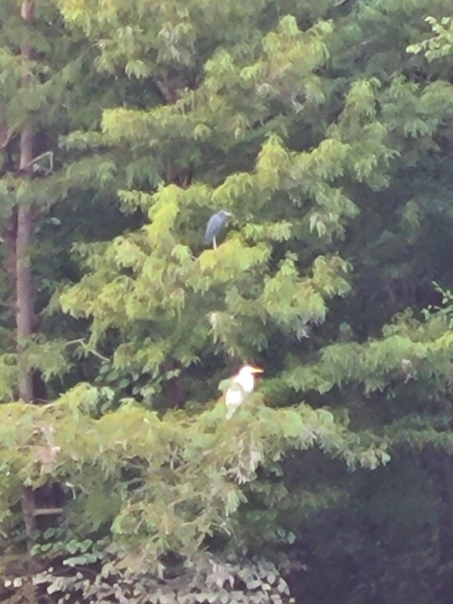 Little Blue Heron - ML623375792