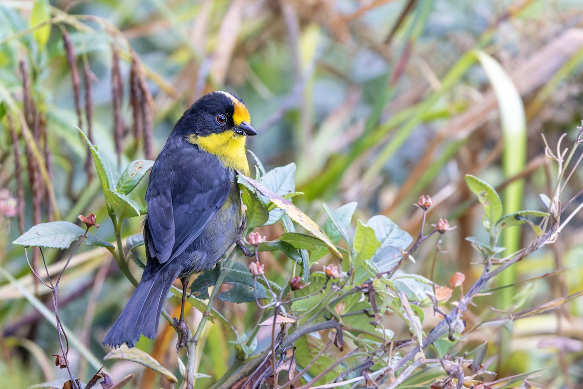 Pale-naped Brushfinch - ML623375807