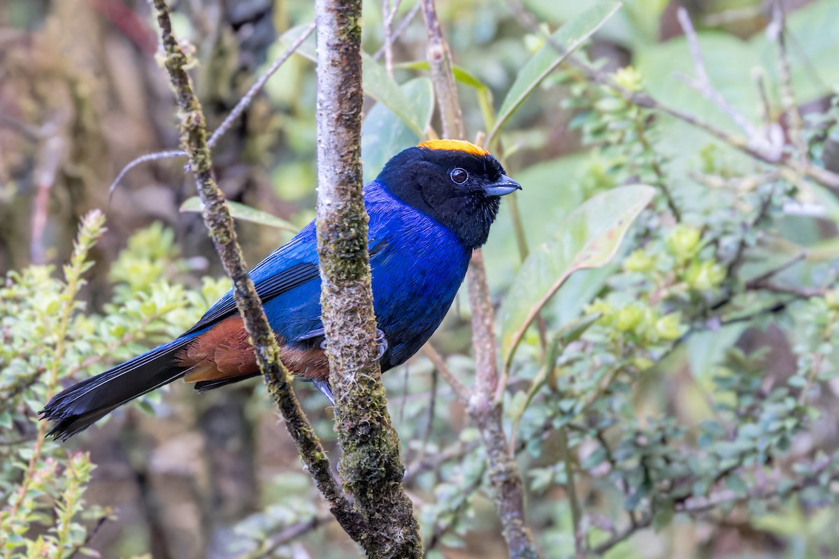 Golden-crowned Tanager - ML623375810